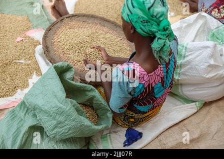 Africam femme américaine assise sur le sol et triant les grains de café à la ferme Banque D'Images