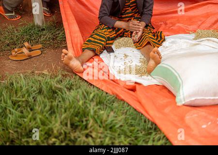 Femme afro-américaine assise sur le sol et triant des grains de café Banque D'Images