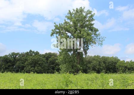 Arbre de Cottonwood isolé à somme Grove Prairie à Northbrook, Illinoi Banque D'Images