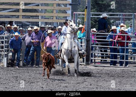 Événement de crop de veau sécessionniste au rodéo annuel et Powwow de Tsuut'ina. Alberta Canada Banque D'Images