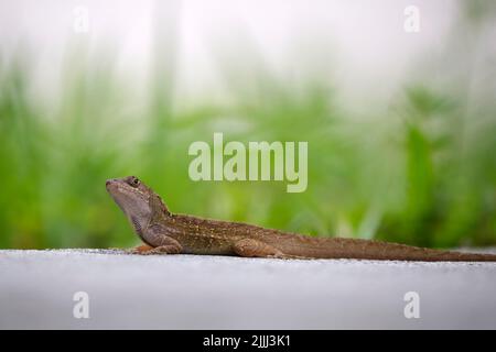 Macro gros plan du réchauffement de lézard soufflé seul au soleil d'été. Anolis sagrei petit reptile dans la Floride États-Unis Banque D'Images