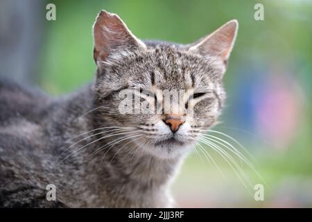 Portrait de chat gris reposant sur la steet à l'extérieur en été Banque D'Images