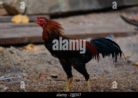 poulet sauvage marchant sur la poussière de scie Banque D'Images