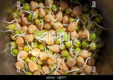 Un regard sur la vie en Nouvelle-Zélande : pousses de pois chiches (Cicer arietinum) et de pois bleus (Pisum sativum). Aliments santé. Banque D'Images