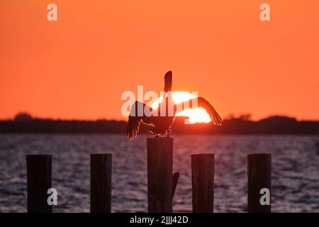 Silhuette d'oiseau pélican solitaire avec des ailes étalées sur le poteau de clôture en bois supérieur contre le ciel de coucher de soleil orange vif sur l'eau du lac et le grand soleil couchant Banque D'Images