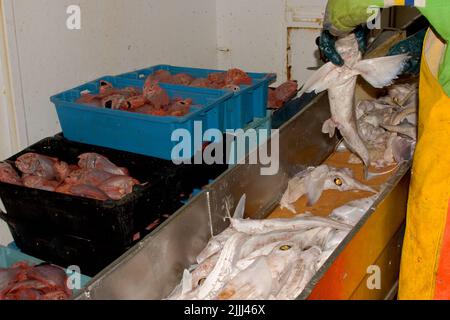 Un regard sur la vie en Nouvelle-Zélande: Prises fraîchement débarquées (Orange Roughy: Haplostefthus Atlanticus), à partir d'un chalut en haute mer. Plus Chimère à long nez. Banque D'Images