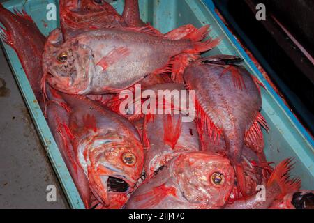 Un regard sur la vie en Nouvelle-Zélande: Prises fraîchement débarquées (Orange Roughy: Haplostefthus Atlanticus), à partir d'un chalut en haute mer. Banque D'Images