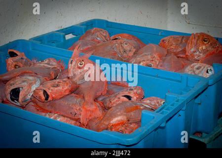 Un regard sur la vie en Nouvelle-Zélande: Prises fraîchement débarquées (Orange Roughy: Haplostefthus Atlanticus), à partir d'un chalut en haute mer. Banque D'Images