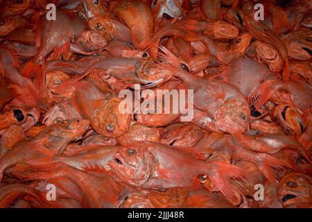 Un regard sur la vie en Nouvelle-Zélande: Prises fraîchement débarquées (Orange Roughy: Haplostefthus Atlanticus), à partir d'un chalut en haute mer. Banque D'Images