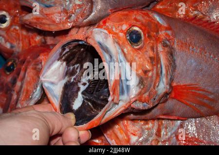 Un regard sur la vie en Nouvelle-Zélande: Prises fraîchement débarquées (Orange Roughy: Haplostefthus Atlanticus), à partir d'un chalut en haute mer. Banque D'Images