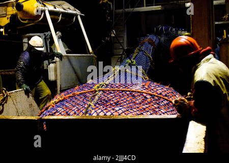 Un regard sur la vie en Nouvelle-Zélande: Prises fraîchement débarquées (Orange Roughy: Haplostefthus Atlanticus), à partir d'un chalut en haute mer. Banque D'Images