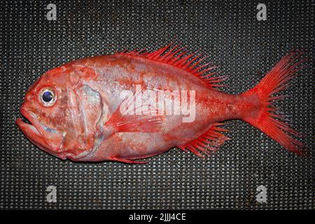 Un regard sur la vie en Nouvelle-Zélande: Prises fraîchement débarquées (Orange Roughy: Haplostefthus Atlanticus), à partir d'un chalut en haute mer. Banque D'Images