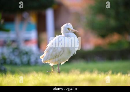 Oiseau sauvage d'aigrette de bétail blanc, également connu sous le nom de Bubulcus ibis, marchant sur une pelouse verte en été Banque D'Images