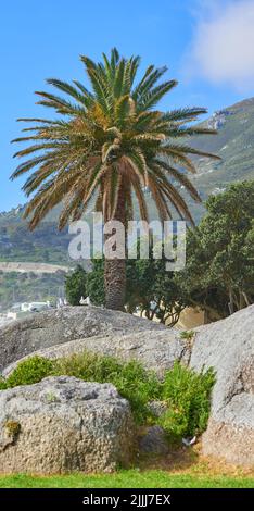 Palmier contre une belle vue sur la montagne et un ciel bleu clair dehors dans la nature. Paysage de rochers et de verdure croissant en plein air dans un Banque D'Images