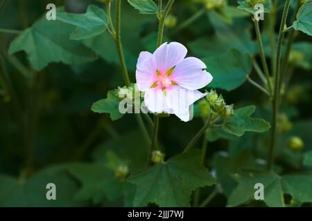 Belle et lumineuse, kankakee plante fleurie fleurit et fleurit dans un jardin au printemps avec espace de copie. Plante sauvage de hollyhock en croissance parmi vibrant Banque D'Images