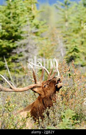 Image verticale d'un wapiti de taureau mature, Cervus elaphus; appelant à attirer un compagnon pendant la saison de rutèse dans les régions rurales de l'Alberta au Canada Banque D'Images