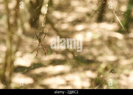 Trichonila clavipes, anciennement Nephila clavipes, communément connu sous le nom d'orb-tisserand de soie dorée, araignée de soie dorée ou araignée de banane, dans son web en entre Banque D'Images