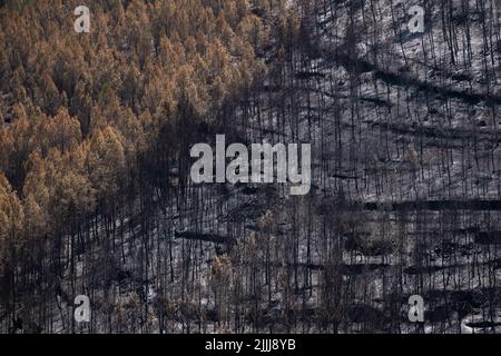 Barcelone, Espagne. 25th juillet 2022. La masse forestière est vue brûlée dans l'urbanisation du Parc de la rivière, Pont Vilomara, Barcelone. Traces de feu sur la végétation et les éléments urbains après le feu sur 17 juillet qui a dévasté 1 500 hectares laissant quelques maisons brûlées à Pont de Vilomara (Barcelone) aux portes de Sant Llorenç del Munt i l, parc naturel d'Obac. (Photo par Paco Freire/SOPA Images/Sipa USA) crédit: SIPA USA/Alay Live News Banque D'Images