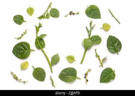 parties de plantes d'épinards malabar, plante d'épinards ceylan, basella alba ou basella rubra connu sous le nom d'épinards de vigne, herbe médicinale sur fond blanc Banque D'Images