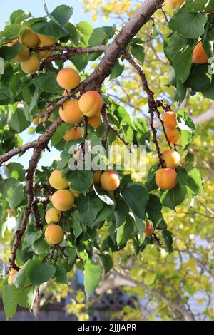 Abricot, branches chargées de grappes de fruits orange vif, prêt à être cueilli. Banque D'Images