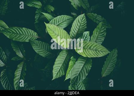 Nature fond de feuilles vertes, le kratom pousse sur des feuilles de kratom d'arbre de plantes sombres - Mitragyna speciosa korth plantes médicinales Banque D'Images