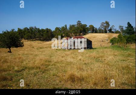 Un cottage abandonné au milieu d'un champ d'herbe sèche en Tasmanie, en Australie Banque D'Images