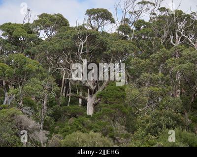 L'aigle de mer niche dans un arbre de la forêt pluviale tempérée de la région de Tarkine, Tasmanie, Australie Banque D'Images