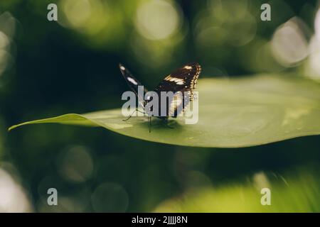 Papillon avec ailes ouvertes sur une feuille verte. Mise au point sélective, arrière-plan flou, bokeh Banque D'Images