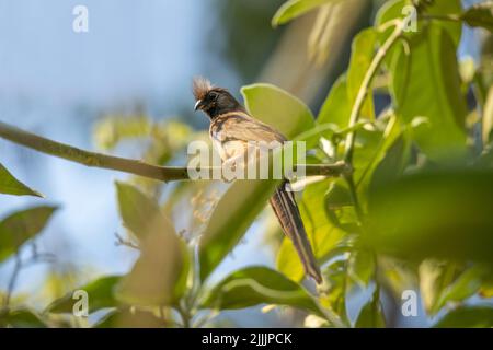 Un mousebird moucheté (Colius striatus) perché sur une branche à Kalumbila, en Zambie Banque D'Images