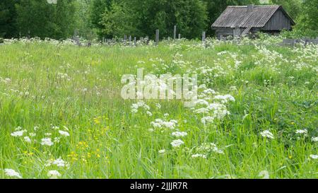 Un petit pré dans le village à côté de la maison et de l'ancienne salle de bains. Forbs, fleurs blanches, plantes vertes Banque D'Images