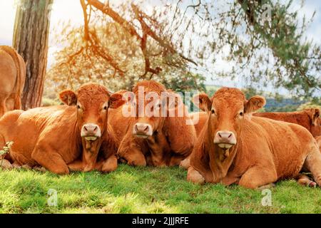 Gros plan de vaches d'arbre couchées sur l'herbe verte et regardant la caméra Banque D'Images