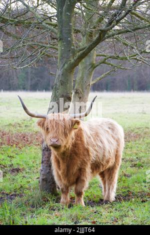 Plan vertical d'un taureau brun curly debout sous l'arbre sans feuilles Banque D'Images