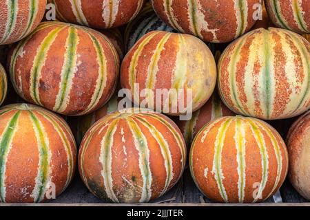 melon de musc frais bio de la ferme de près à partir de différents angles Banque D'Images