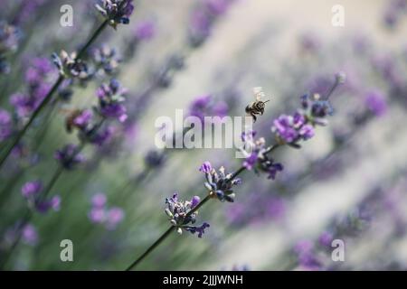 L'abeille pollinise les fleurs de lavande. Pourriture végétale avec insectes. Banque D'Images