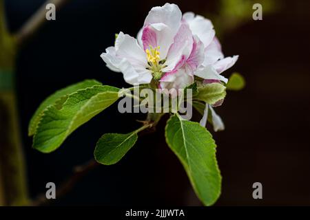 Coxs orange pippin pommier en fleur, malus domestica, dans le village de Marnhull, Dorset, Royaume-Uni et élevé par Richard Cox vers 1825 Banque D'Images