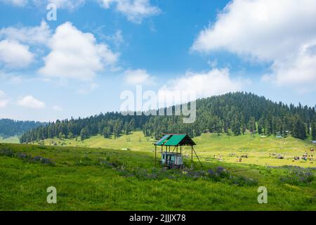 Une photo étonnante de la vallée du Cachemire (le Paradis sur Terre). Belle vue sur la vallée de Betaab entourée de montagnes et de sapin vert. Banque D'Images