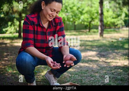 Agréable femme prospère écofermier, jardinier, agronome triant à travers une culture fraîche de pommes de terre bio dans une caisse Banque D'Images