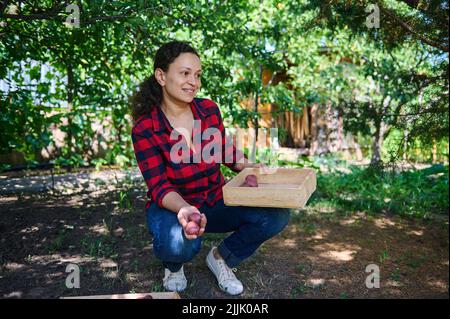 Sereine multiethnique femme éco-ouvrier agricole, sourit regardant de côté, triant les pommes de terre récoltées dans une maison de campagne arrière-cour Banque D'Images