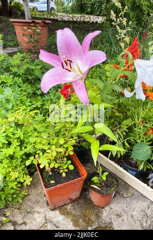 Lily en pot sur le marché local. Magasin de jardin avec fleurs. Les plantes en pot décoratives sont à vendre. Banque D'Images