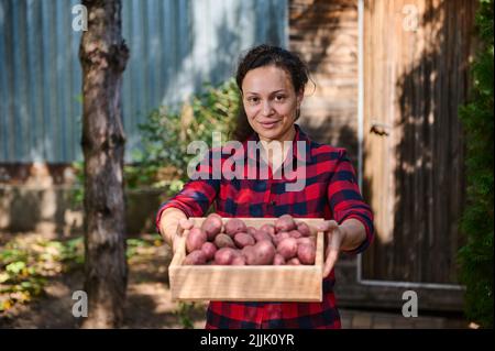 Agréable multiethnique femme écofermier, agronome tenant une boîte en bois avec des pommes de terre roses fraîchement creusées à la caméra Banque D'Images