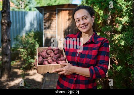 Femme agréable, propriétaire de ferme réussi tenant une caisse en bois avec des pommes de terre roses fraîchement creusées et des sourires farcelants à l'appareil photo Banque D'Images