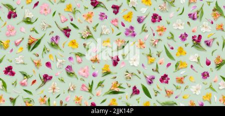 Motif floral sans couture de fleurs d'Alstroemeria assorties, également connu sous le nom de nénuphars péruviens ou lys des Incas, feuilles de bourgeons et pétales sur fond vert Banque D'Images