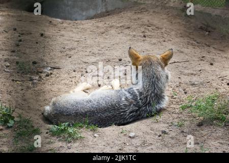 Loup dans l'enceinte de Belovezhskaya Pushcha. Se trouve sur le sable. Banque D'Images