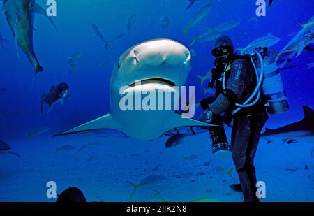 Maribischer Riffhai (Carcharhinus perezi), Taucher mit Kettenanzug bei einer Haifuetterung, Grand Bahama, Bahamas, Karibik, Atlantischer Ozean | Carib Banque D'Images