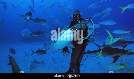 Les requins de récif des Caraïbes (Carcharhinus perezi), un dresseur de requin avec une chaîne de courrier en costume paralise un requin, Bahamas, Caraïbes, océan Atlantique Banque D'Images