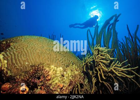 Plongeur dans un récif de corail des caraïbes, corail de cerveau de Boulder (Colpophyllia natans) et coraux mous, Curaçao, Antilles néerlandaises, Antilles, Caraïbes Banque D'Images