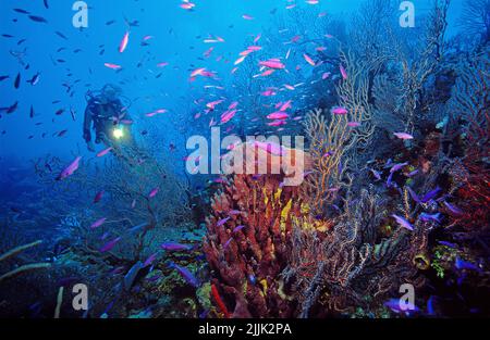 Laques créoles (Clepticus parrae) dans un récif de corail des caraïbes, éponge à canon (Xestospongia testudinaria), Roatan, îles de la baie, Honduras, Caraïbes, Banque D'Images