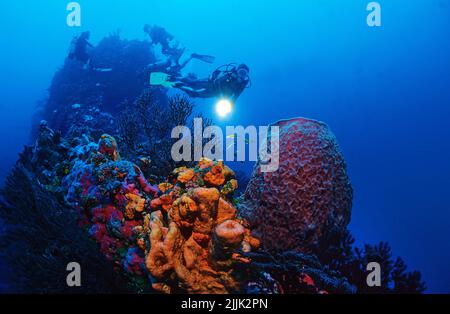 Plongée au sommet avec une grande éponge Barrel (Xestospongia testudinaria), Saba, Antilles néerlandaises, Caraïbes Banque D'Images