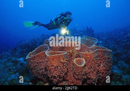 Le plongeur de plongée regarde les grandes éponges de barrel (Xestospongia testudinaria) dans un récif de corail des caraïbes, Saba, Antilles néerlandaises, Caraïbes Banque D'Images