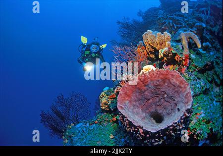 Plongeur à une grande éponge Barrel (Xestospongia testudinaria), ventilateurs en eau profonde de mer (Iciligorgia schrammi), Roatan, Bay Islands, Honduras, Caraïbes Banque D'Images